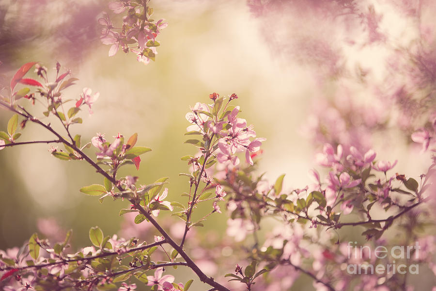 Crabapple Blossoms Photograph by Diane Diederich