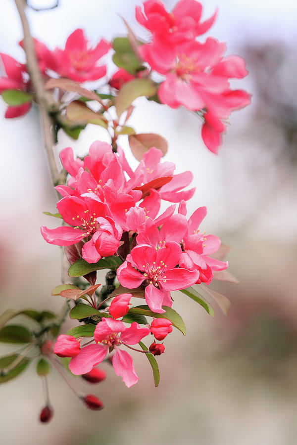 Crabapple Blossoms in Spring Photograph by Joni Eskridge