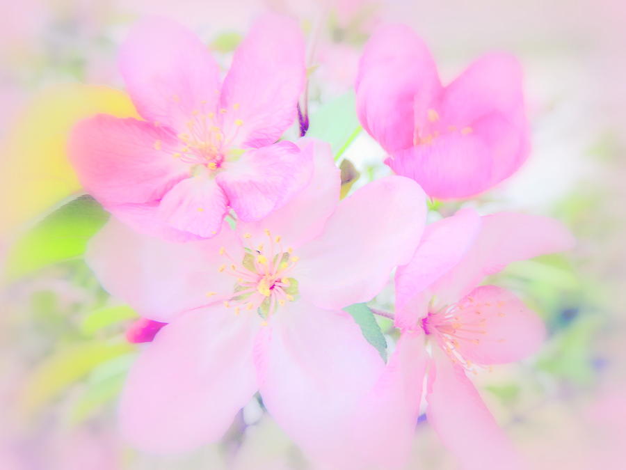 Flower Photograph - Crabapple Blossoms by Jodie Marie Anne Richardson Traugott          aka jm-ART