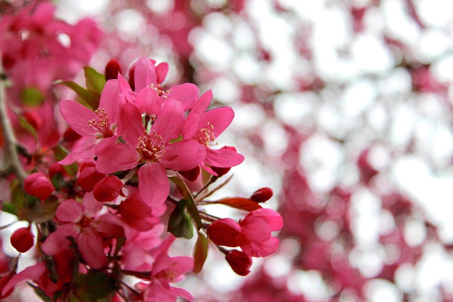 Crabapple Blossoms Photograph by M E