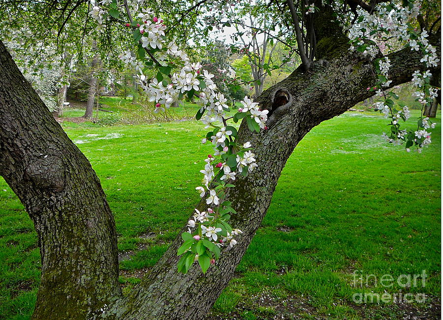 Crabapple Blossoms On A Rainy Spring Day Photograph by Byron Varvarigos