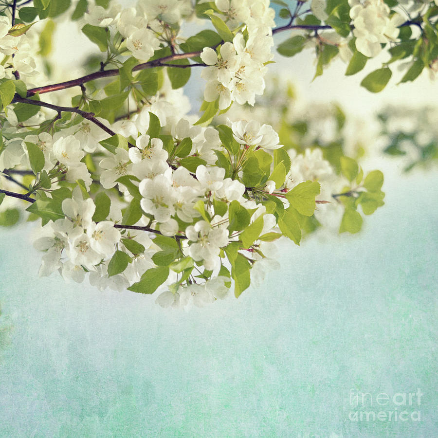 Crabapple blossoms Photograph by Priska Wettstein