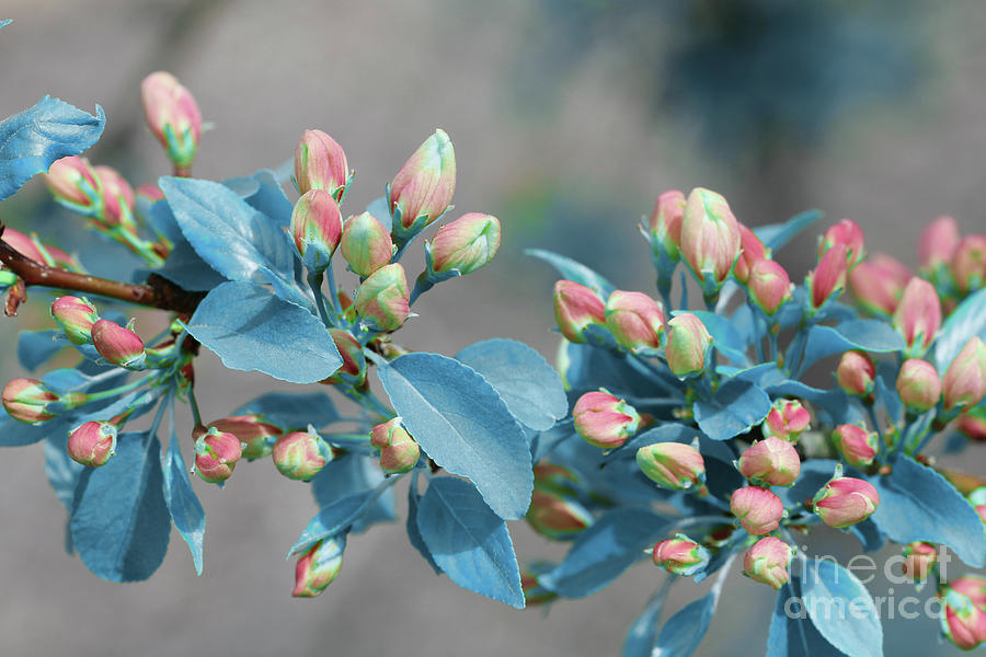 Crabapple Blue Leaves Photograph by Donna L Munro