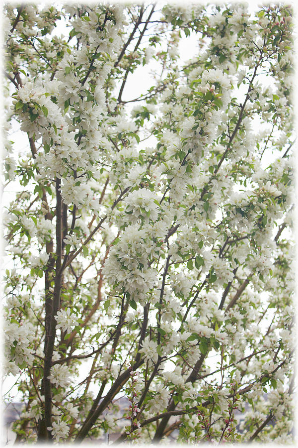 Crabapple Branches White Photograph by Donna L Munro