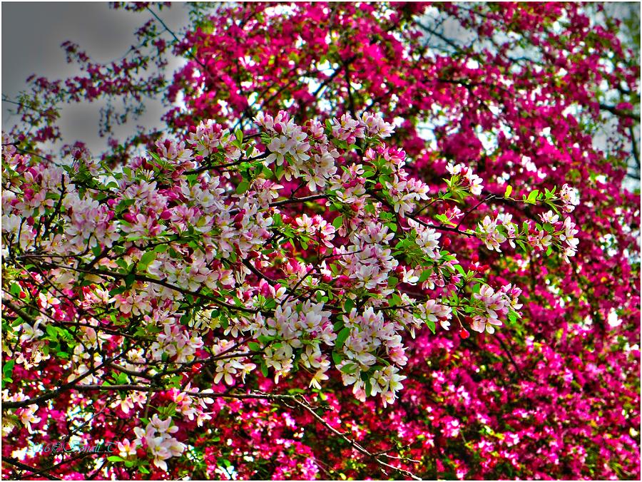 Crabapple contrast blossoms Photograph by Sonali Gangane