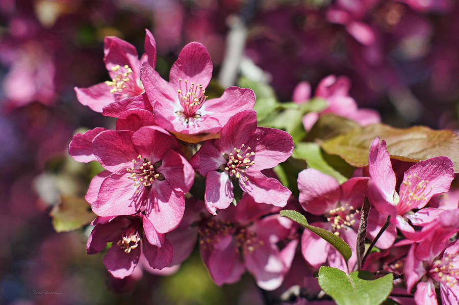 Flower Photograph - Crabapple in Bloom by Cricket Hackmann