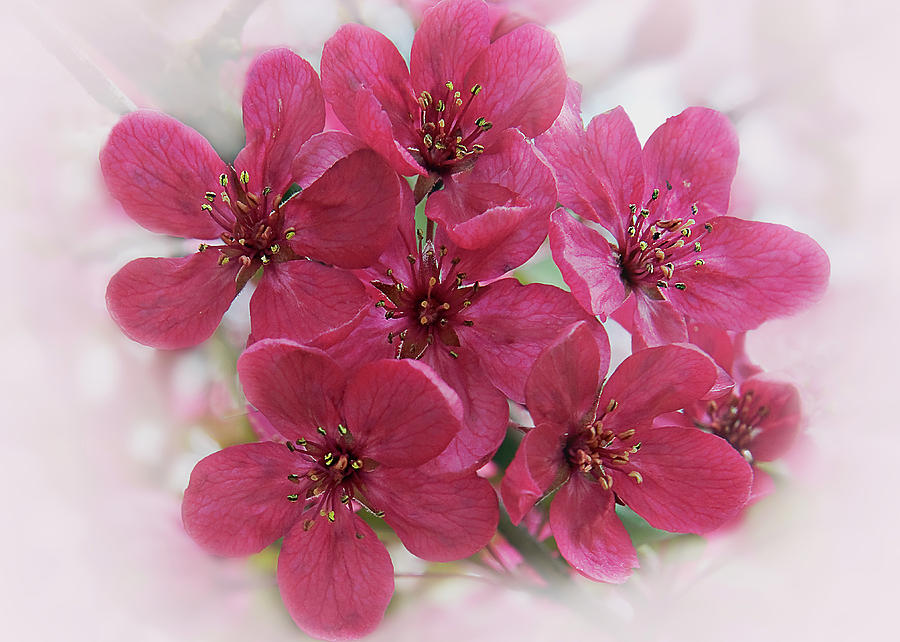 Crabapple Pink Photograph by John Christopher