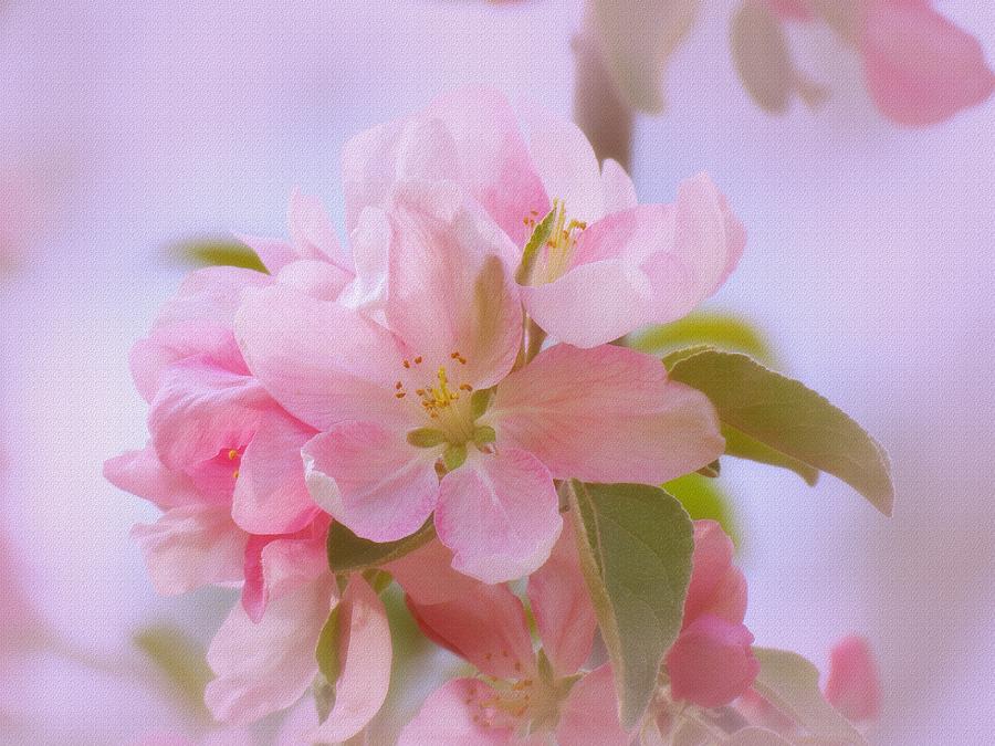Crabapple Pink Photograph by MTBobbins Photography