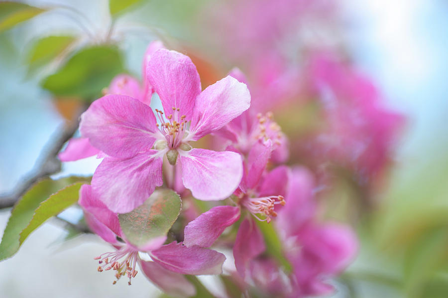 Crabapple Tree Bloom Photograph by Jenny Rainbow