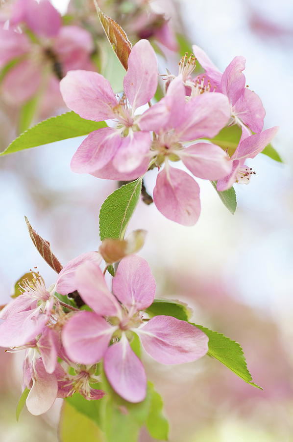 Crabapple Tree Blossom Photograph by Jenny Rainbow