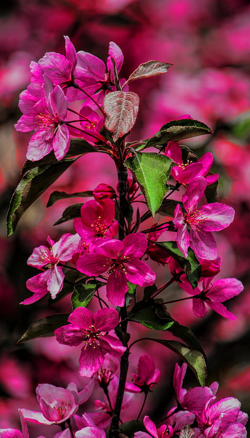 Crabapple Tree Blossoms Photograph by Dale Kauzlaric
