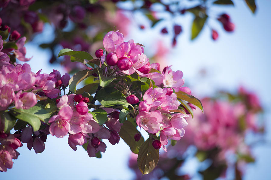 Crabapple Tree Blossoms Photograph by Jemmy Archer
