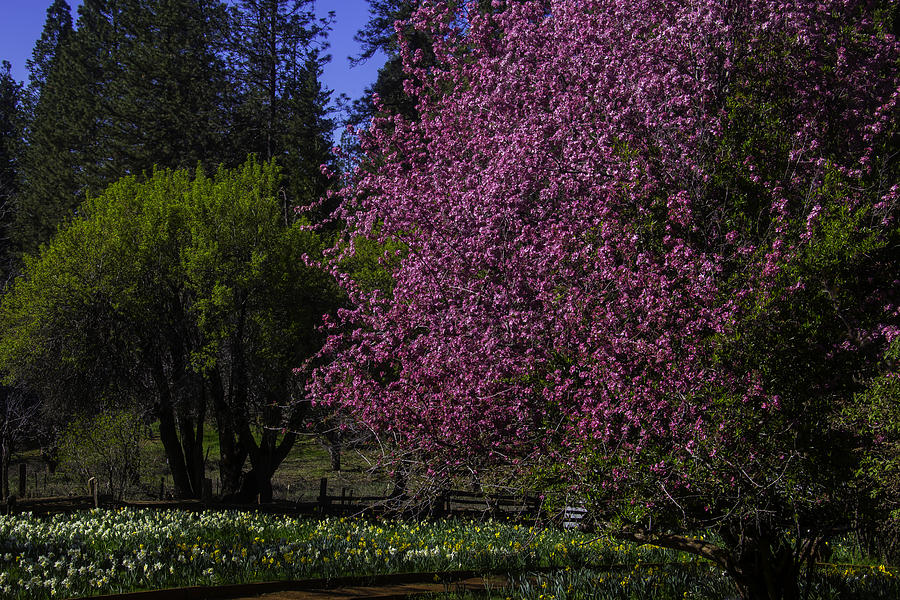 Crabapple Tree In Bloom Photograph by Garry Gay
