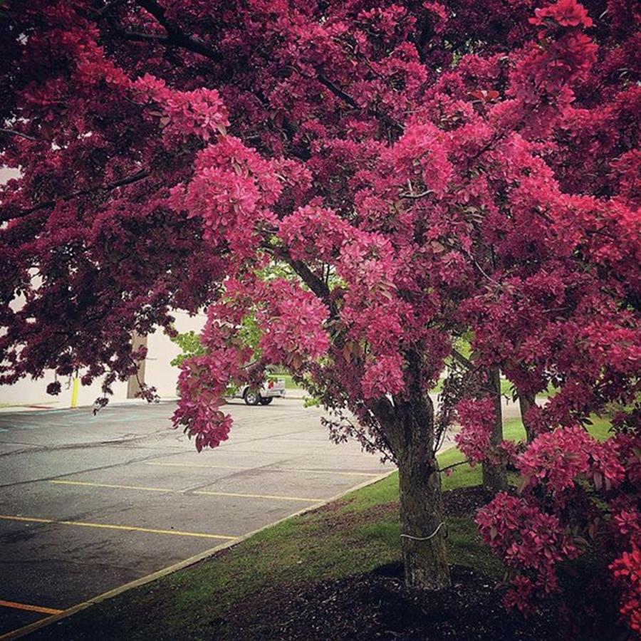Tree Photograph - Crabapple Tree In The Parking Lot by Marc Bowers