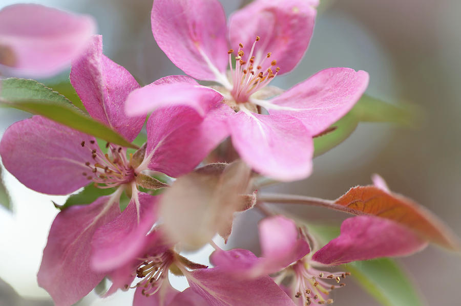 Crabapple Tree  Pink Flowers Photograph by Jenny Rainbow