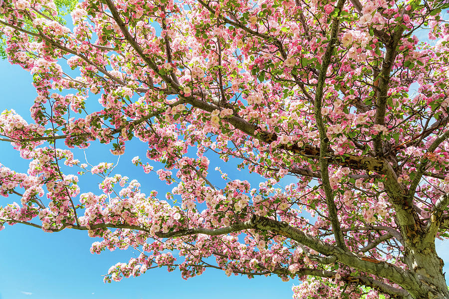 Crabapple Tree Pink Spring Blossoms Photograph by James BO Insogna