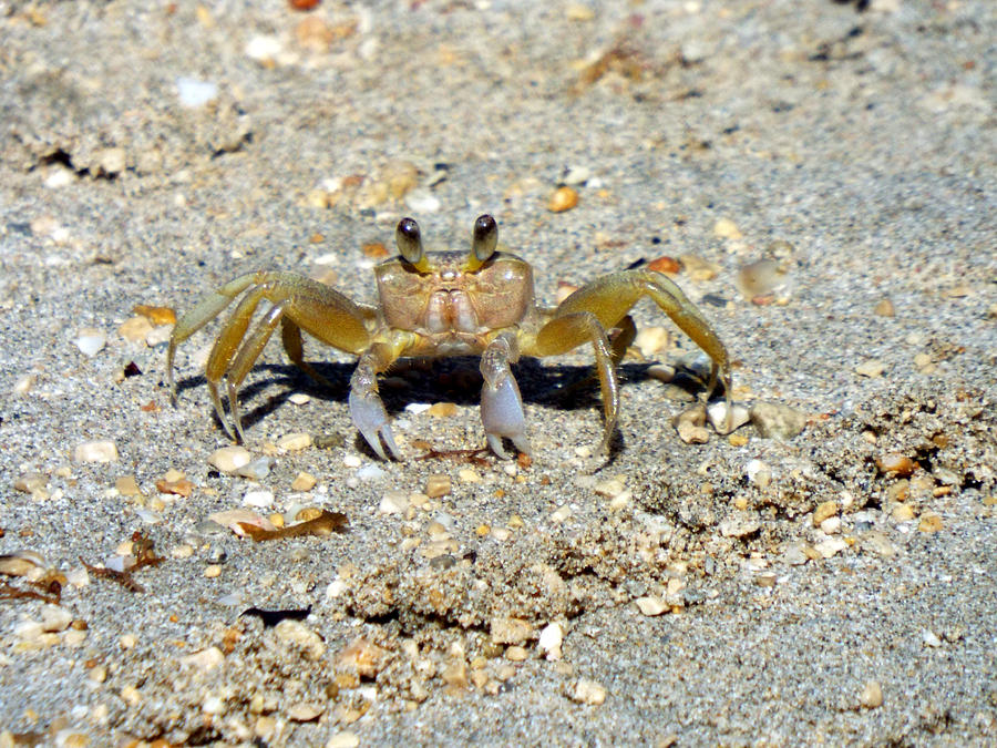 Crabby Cutie Pie Digital Art By Rebecca Malo - Fine Art America