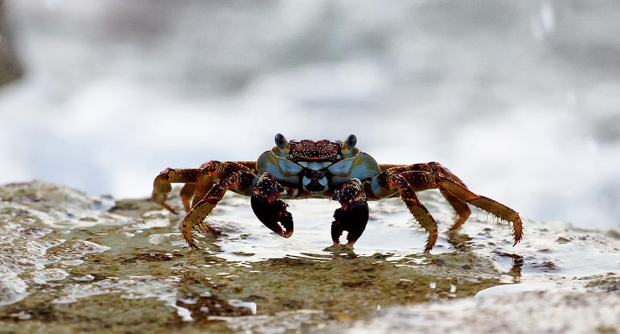 Crabby Photograph by David Buhler