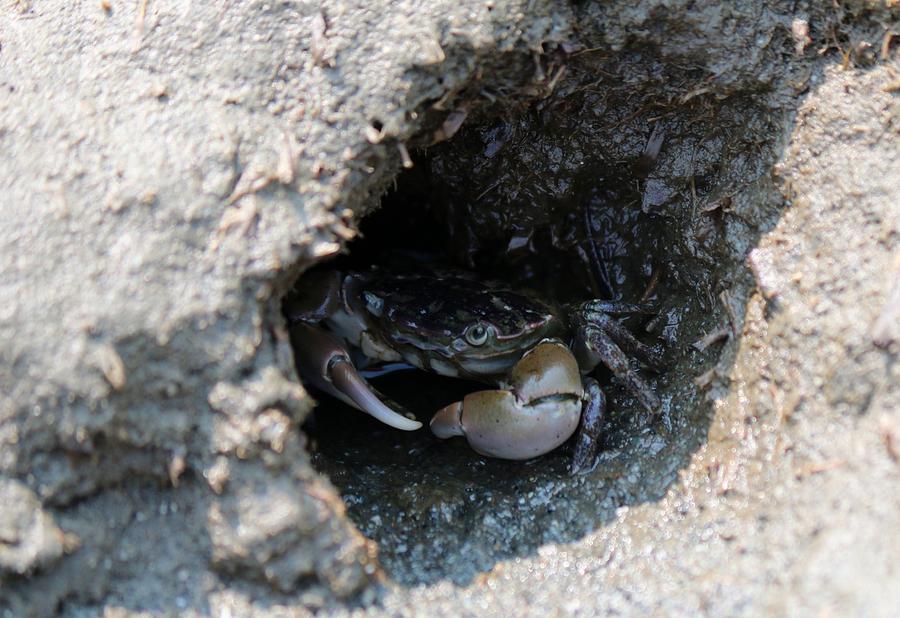 Crabby Hide Out  Photograph by Christy Pooschke