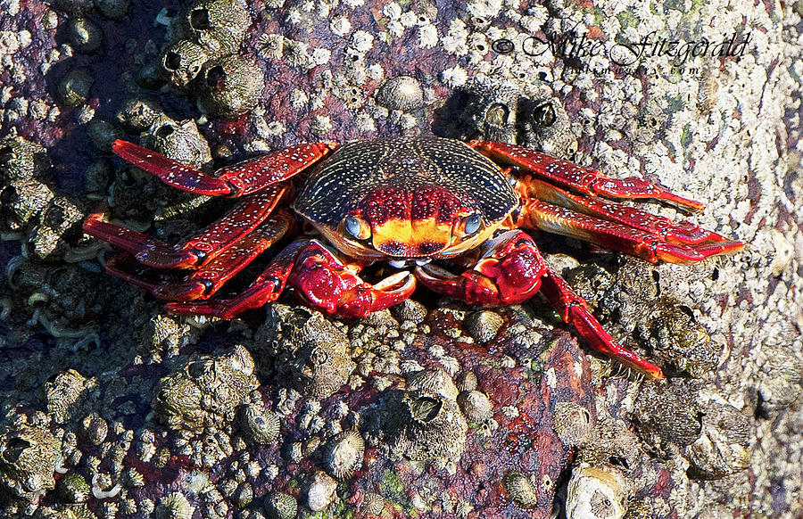 Crabby by Mike Fitzgerald Crabby by Mike Fitzgerald