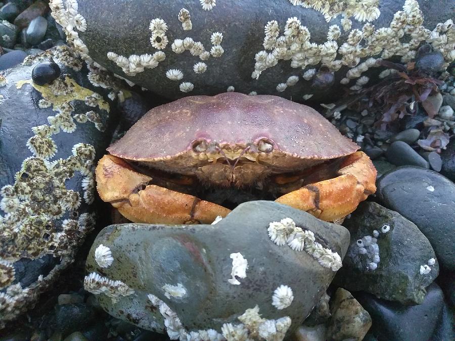 Crabby Photograph by Robert Nickologianis