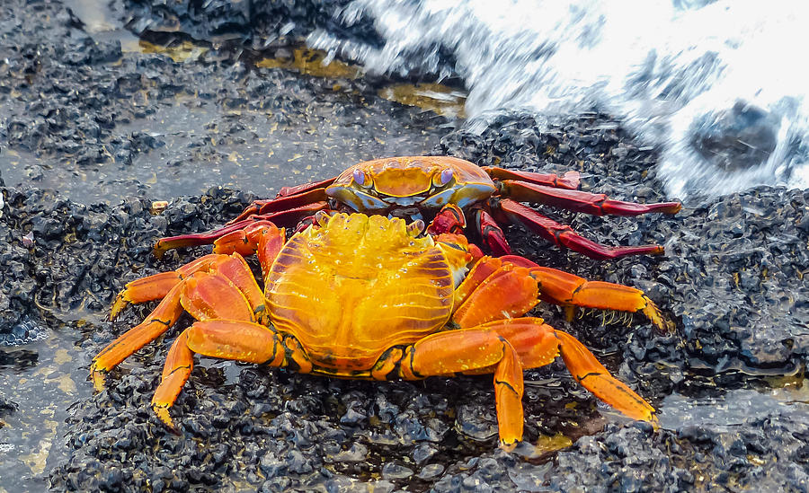 Crabby Stand-off Photograph by Harry Strharsky