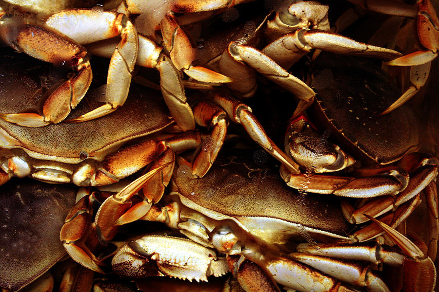 Crabs Awaiting their Fate Photograph by Jennifer Bright Burr