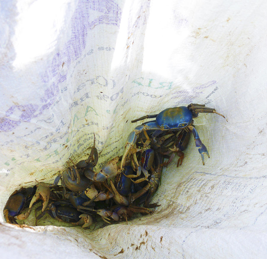 Crabs in a Bag Photograph by Sarita Rampersad