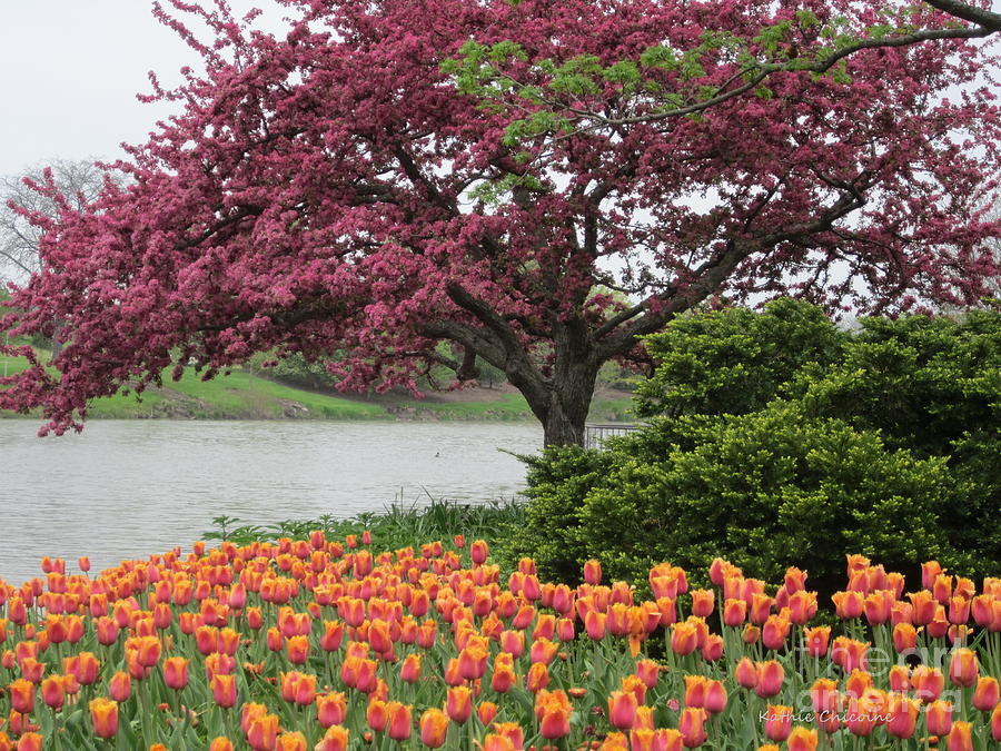 Crabtrees and Tulips Photograph by Kathie Chicoine