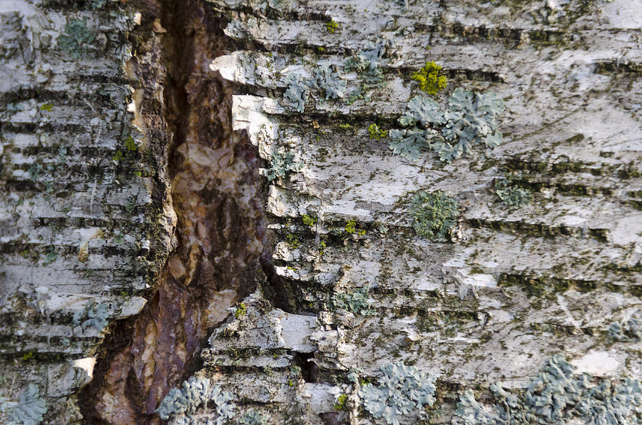 Crack in Birch Bark with Lichen Photograph by Lynn Hansen