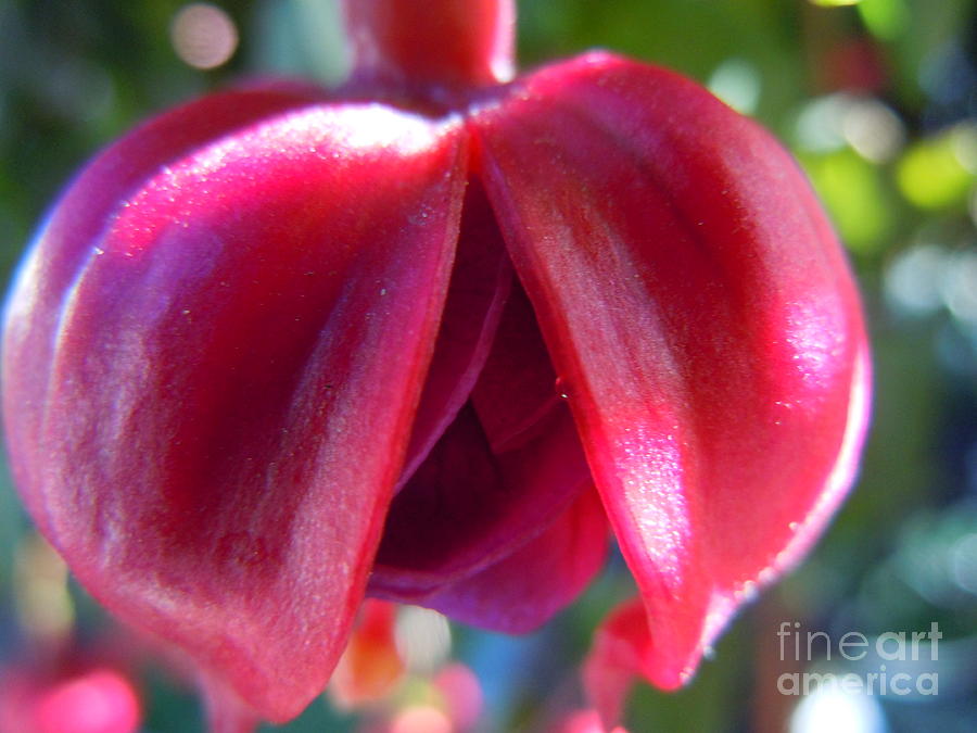 Cracked Fuschia Photograph by Sonya Chalmers