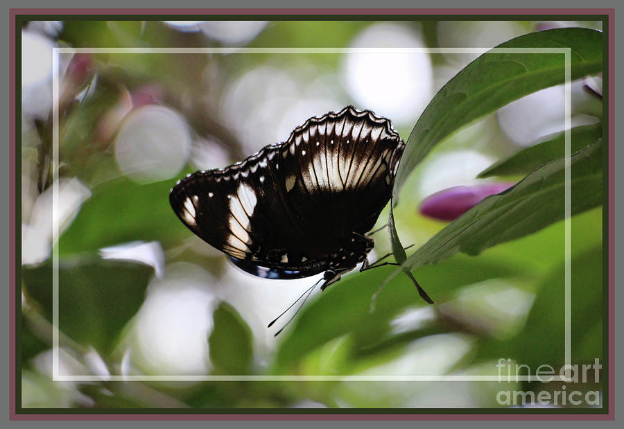 Cracker Butterfly, Framed Photograph by Sandra Huston