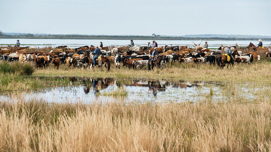 Lake Kissimmee Photograph - Cracker Cattle by Lake Kissimmee by Nic Stoltzfus