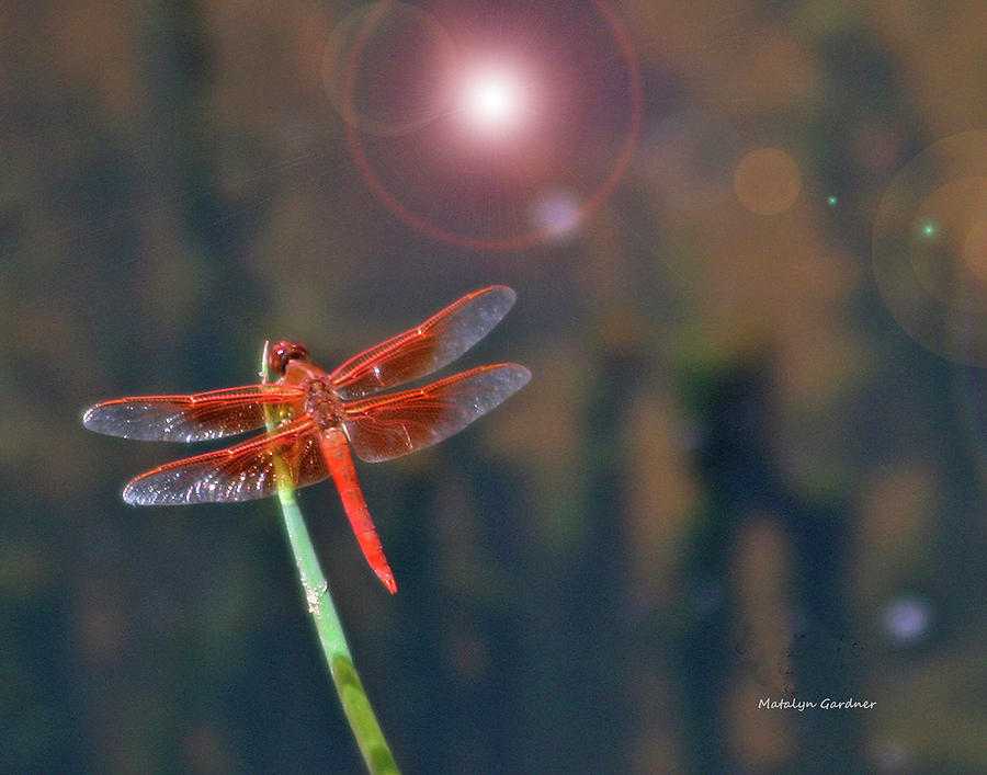 Crackerjack Dragonfly Photograph by Matalyn Gardner