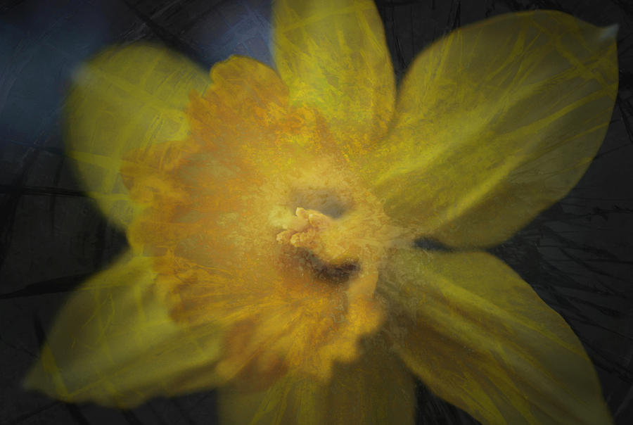 Cracking Daffodil Photograph by Richard Andrews