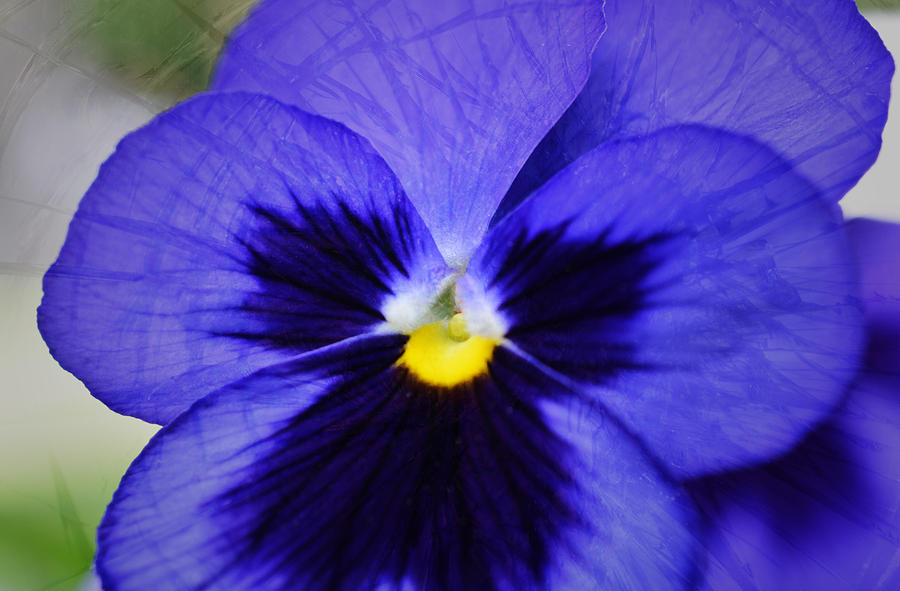 Cracking Pansy Photograph by Richard Andrews