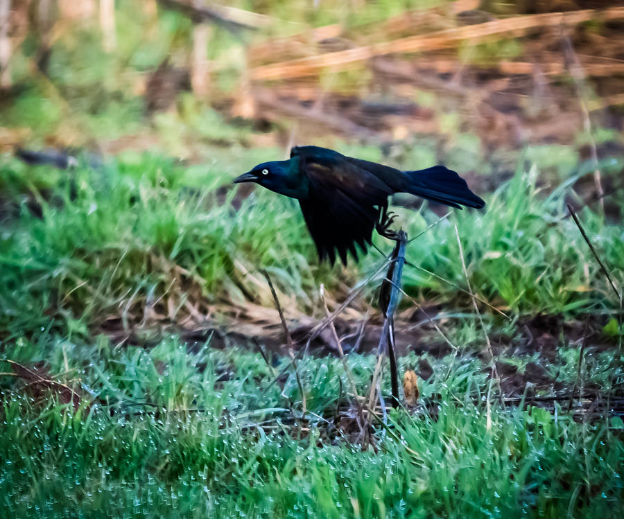 Grackle in the Morning  Photograph by Holden The Moment