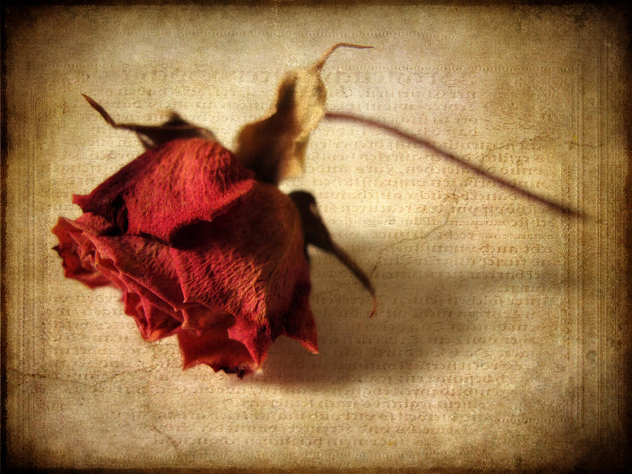 Crackling Rose Photograph by Jessica Jenney