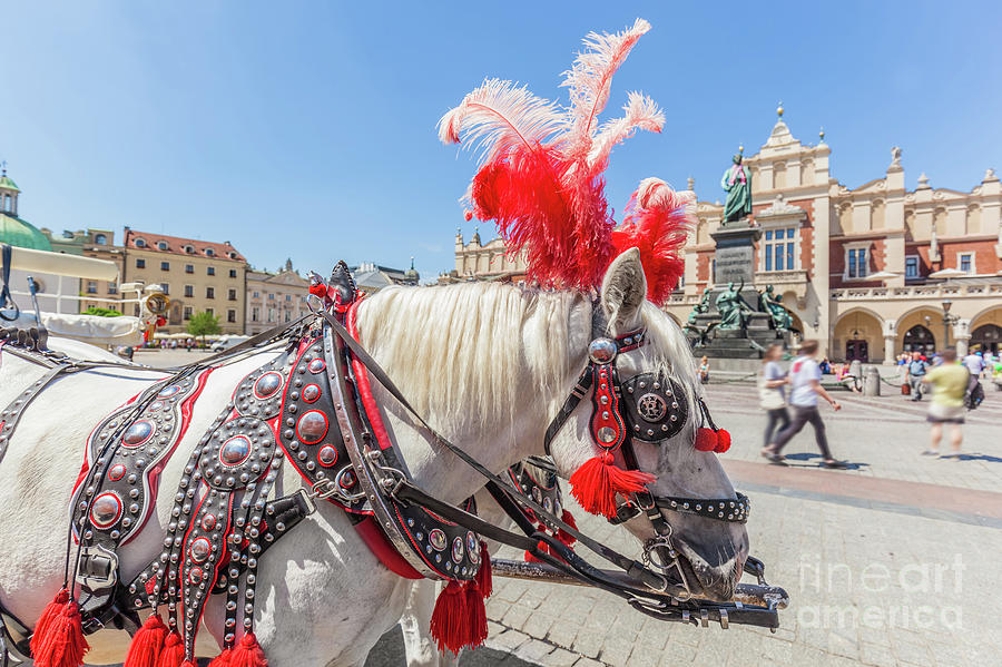 Cracow, Poland. Traditional horse carriage on the main old town market square. Photograph by Michal Bednarek