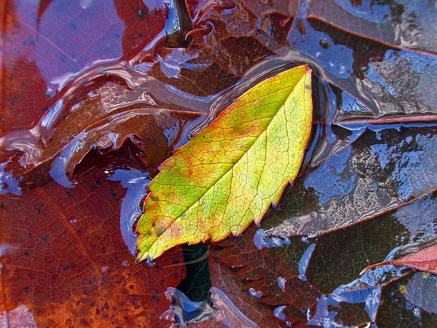 Cradled Leaf Photograph by Juergen Roth