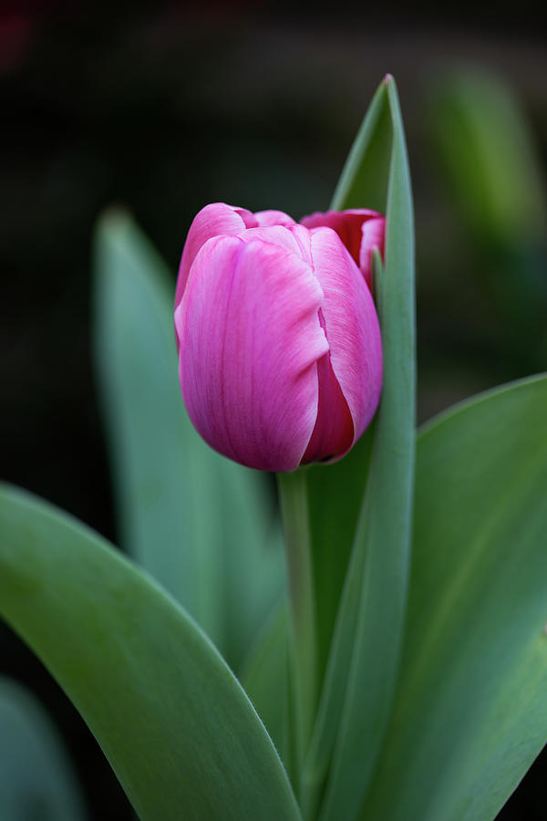 Cradled Pink Tulip Photograph by Dale Kincaid