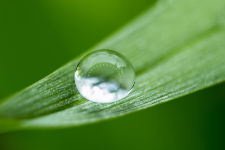 Cradled Raindrop Photograph by Tammy Chesney