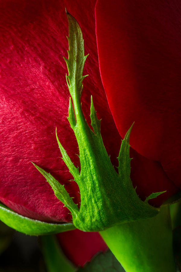 Nature Photograph - Cradling A Red Rose  by Dale Kincaid