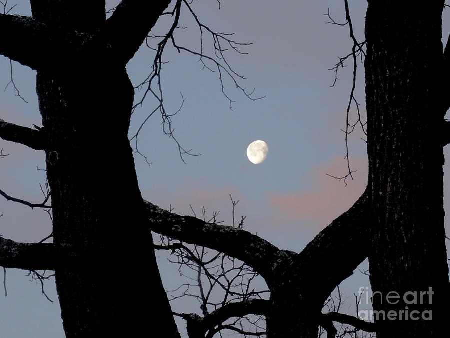 Cradling the Moon Photograph by Christopher Plummer