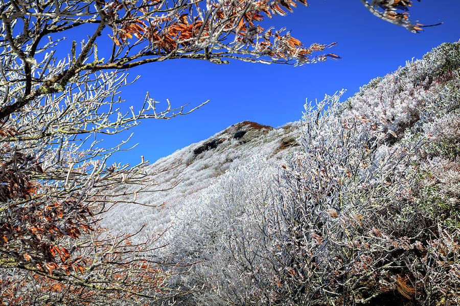 Craggy Gardens Photograph by Dale R Carlson