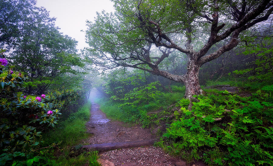 Blue Ridge Parkway Photograph - Blue Ridge Parkway / Craggy Pinnacle Trail by Jason Penland Blue Ridge Parkway Photograph - Blue Ridge Parkway / Craggy Pinnacle Trail by Jason Penland