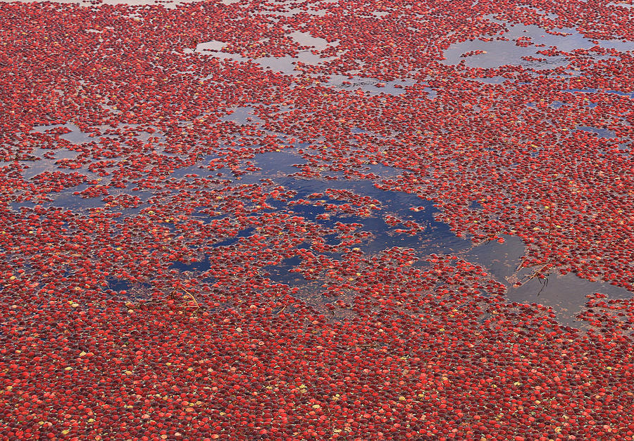 Cranberry Bog 2 Photograph by Allen Beatty Fine Art America