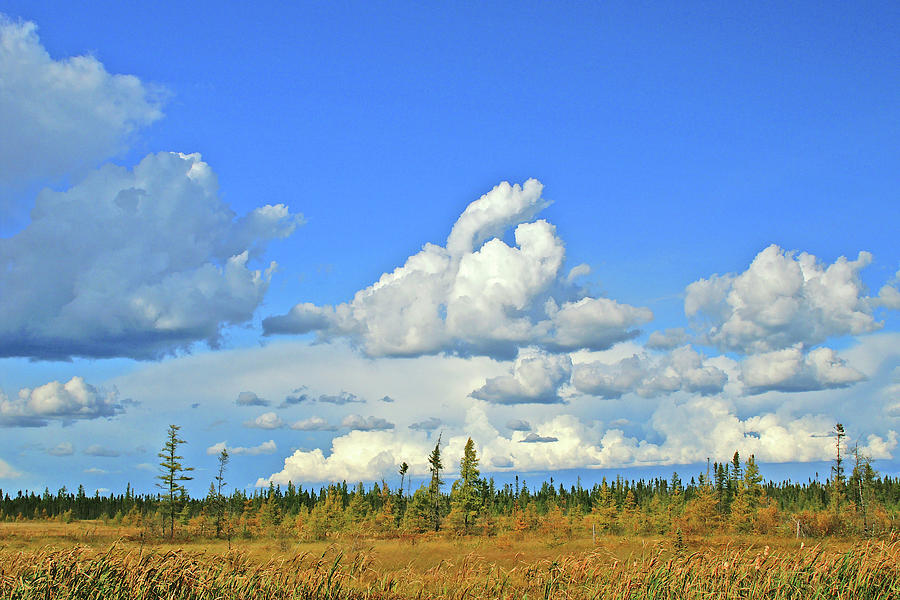 Nature Photograph - Cranberry Bog Cloud Bank by Bill Morgenstern