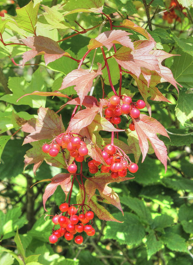 Cranberry Cluster Photograph