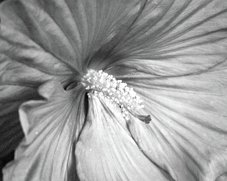 Cranberry Crush - BW - Water Paper Photograph by Pamela Critchlow